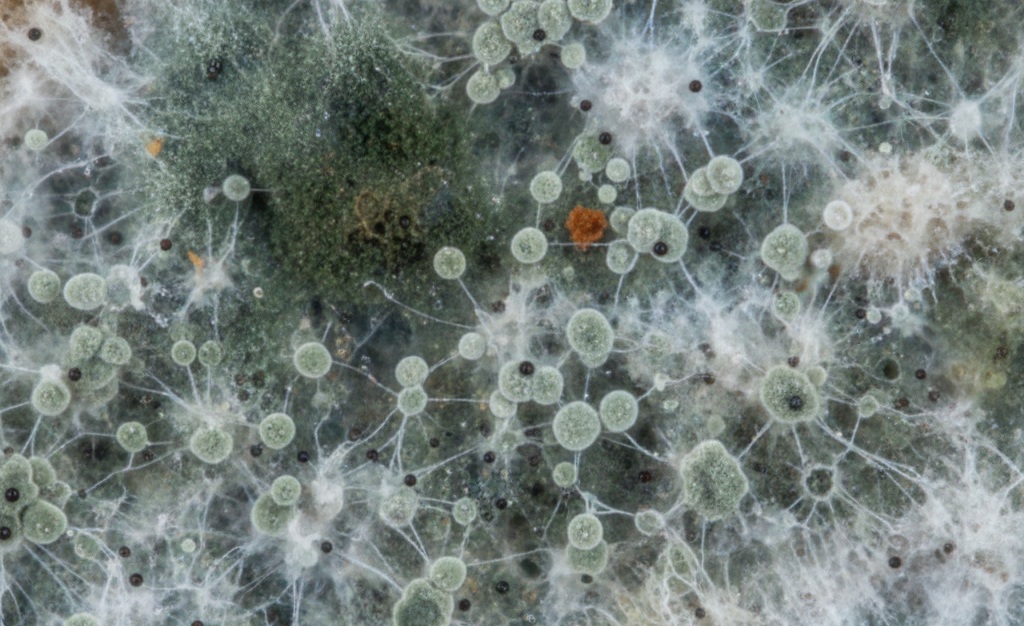 Schimmel braucht Feuchtigkeit und kann zu schweren Allergien und Asthma führen. Wichtig ist, die Art bei einem Befall im Tiny Home zu bestimmen.